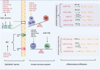 MiRNAs: a new target for Chinese medicine to repair the intestinal barrier in the treatment of ulcerative colitis